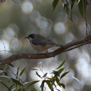 Melithreptus brevirostris at Florey, ACT - 26 May 2019