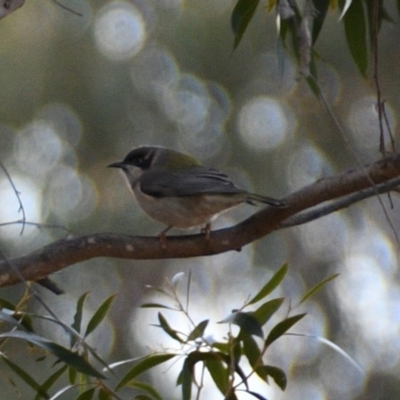 Melithreptus brevirostris (Brown-headed Honeyeater) at Florey, ACT - 26 May 2019 by b