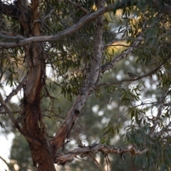 Melithreptus brevirostris at Florey, ACT - 26 May 2019