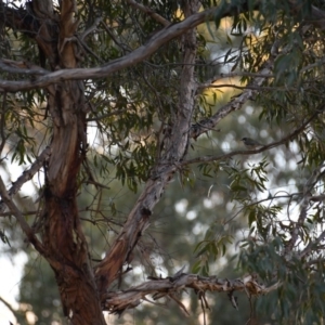 Melithreptus brevirostris at Florey, ACT - 26 May 2019 05:29 PM