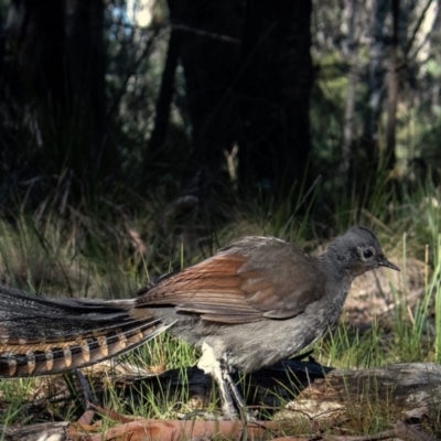 Menura novaehollandiae (Superb Lyrebird) at Tennent, ACT - 26 May 2019 by b