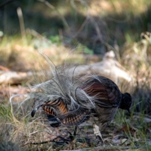 Menura novaehollandiae at Tennent, ACT - 26 May 2019