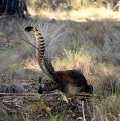 Menura novaehollandiae at Tennent, ACT - 26 May 2019