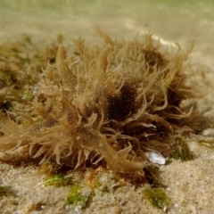 Bursatella leachii at Merimbula, NSW - 26 Apr 2018 by JackBreedon