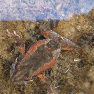 Crinia signifera at Woollamia, NSW - 28 Mar 2014