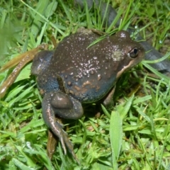Limnodynastes dumerili (Eastern Banjo Frog (Pobblebonk)) at Jervis Bay National Park - 3 Mar 2017 by christinemrigg