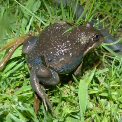 Limnodynastes dumerilii (Eastern Banjo Frog) at Jervis Bay National Park - 3 Mar 2017 by christinemrigg