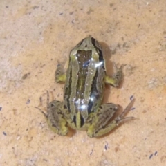 Limnodynastes peronii (Brown-striped Frog) at Woollamia, NSW - 13 Aug 2013 by christinemrigg