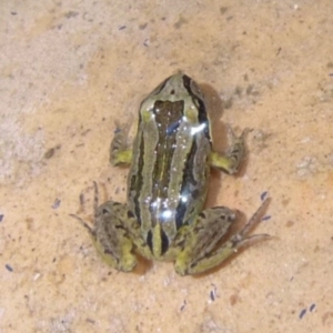 Limnodynastes peronii at Woollamia, NSW - 13 Aug 2013 12:00 AM