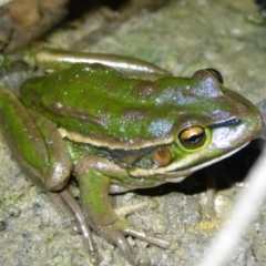 Litoria aurea (Green and Golden Bell Frog) at Woollamia, NSW - 24 Dec 2014 by christinemrigg