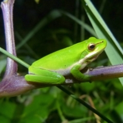 Litoria fallax (Eastern Dwarf Tree Frog) at Woollamia, NSW - 16 Apr 2016 by christinemrigg