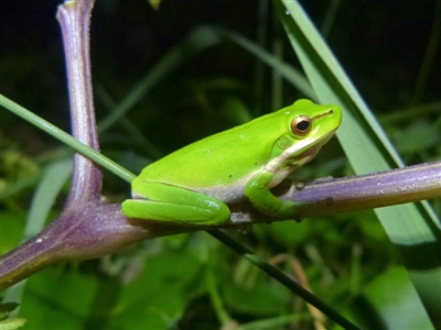 Litoria fallax (Eastern Dwarf Tree Frog) at Woollamia, NSW - 15 Apr 2016 by christinemrigg