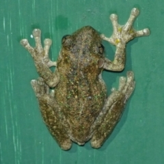 Litoria peronii (Peron's Tree Frog, Emerald Spotted Tree Frog) at Woollamia, NSW - 14 Jul 2012 by christinemrigg