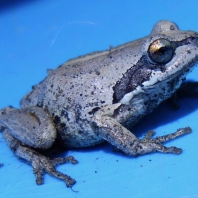 Litoria verreauxii verreauxii (Whistling Tree-frog) at Woollamia, NSW - 22 Oct 2013 by christinemrigg