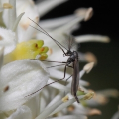 Chironomidae (family) (Non-biting Midge) at ANBG - 28 May 2019 by TimL