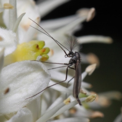 Chironomidae (family) (Non-biting Midge) at ANBG - 28 May 2019 by TimL