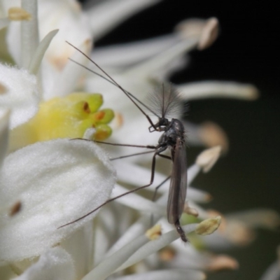 Chironomidae (family) (Non-biting Midge) at Acton, ACT - 28 May 2019 by TimL