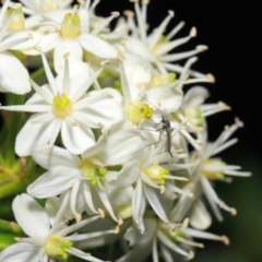 Chironomidae (family) at Acton, ACT - 28 May 2019