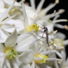 Chironomidae (family) at Acton, ACT - 28 May 2019 01:00 PM