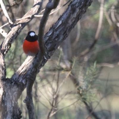 Petroica boodang (Scarlet Robin) at Mount Majura - 26 May 2019 by teds2521