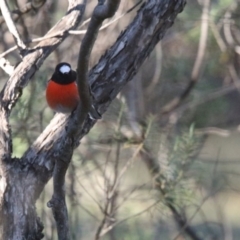 Petroica boodang (Scarlet Robin) at Mount Majura - 26 May 2019 by teds2521