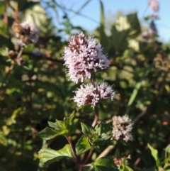 Mentha x piperita (Peppermint) at Point Hut to Tharwa - 27 Mar 2019 by michaelb