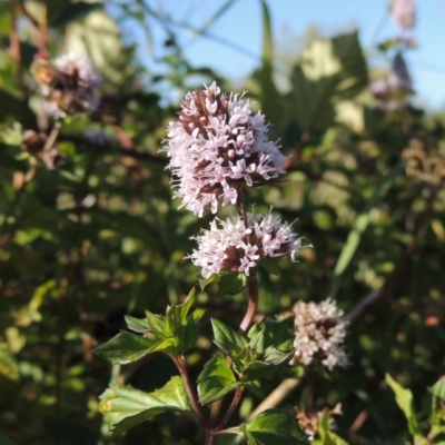 Mentha x piperita (Peppermint) at Tuggeranong DC, ACT - 27 Mar 2019 by MichaelBedingfield