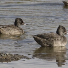 Stictonetta naevosa (Freckled Duck) at Illilanga & Baroona - 14 Apr 2019 by Illilanga