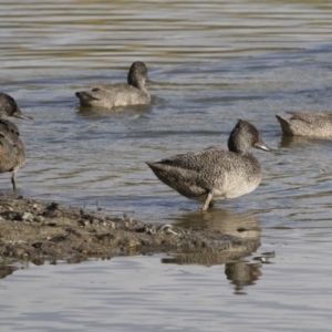 Stictonetta naevosa at Michelago, NSW - 14 Apr 2019