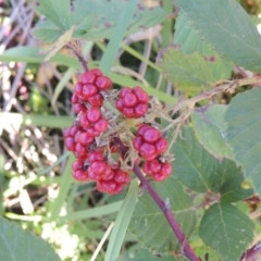 Rubus anglocandicans (Blackberry) at Tuggeranong DC, ACT - 27 Mar 2019 by MichaelBedingfield