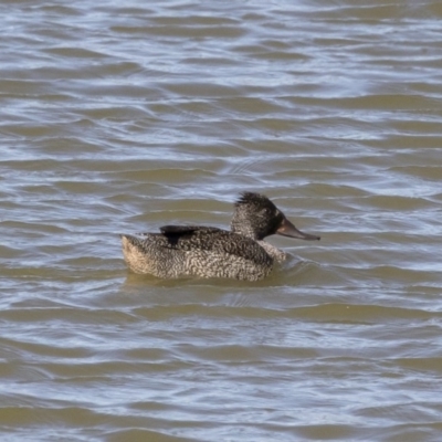 Stictonetta naevosa (Freckled Duck) at Illilanga & Baroona - 11 May 2019 by Illilanga