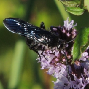 Austroscolia soror at Tuggeranong DC, ACT - 27 Mar 2019 06:20 PM