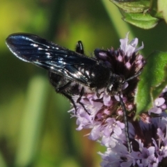 Austroscolia soror (Blue Flower Wasp) at Point Hut to Tharwa - 27 Mar 2019 by michaelb