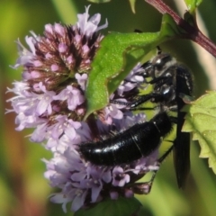 Austroscolia soror at Tuggeranong DC, ACT - 27 Mar 2019 06:20 PM