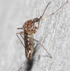 Culicidae (family) (A mosquito) at ANBG - 24 May 2019 by TimL