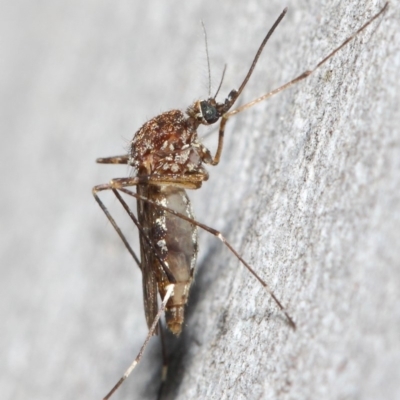 Culicidae (family) (A mosquito) at Acton, ACT - 24 May 2019 by TimL