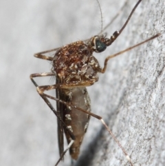 Culicidae (family) at Acton, ACT - 24 May 2019 12:12 PM