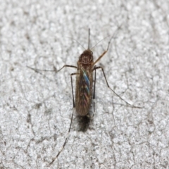 Culicidae (family) at Acton, ACT - 24 May 2019 12:12 PM