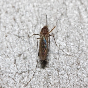 Culicidae (family) at Acton, ACT - 24 May 2019