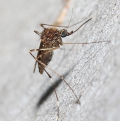 Culicidae (family) at Acton, ACT - 24 May 2019 12:12 PM
