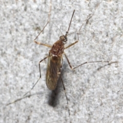 Culicidae (family) at Acton, ACT - 24 May 2019 12:12 PM