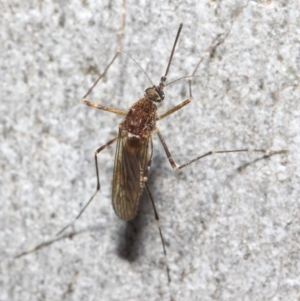 Culicidae (family) at Acton, ACT - 24 May 2019 12:12 PM