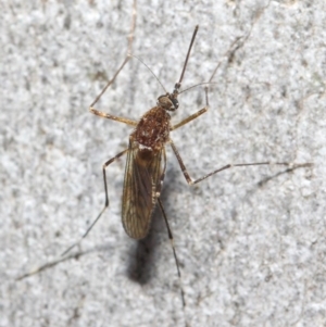 Culicidae (family) at Acton, ACT - 24 May 2019