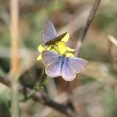 Zizina otis (Common Grass-Blue) at Red Hill Nature Reserve - 30 May 2019 by LisaH