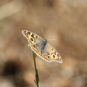 Junonia villida at Red Hill, ACT - 30 May 2019 04:08 PM