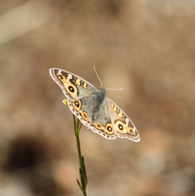 Junonia villida (Meadow Argus) at Red Hill Nature Reserve - 30 May 2019 by LisaH