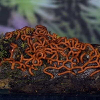 Hemitrichia serpula at Kianga, NSW - 30 May 2019 by JohnC2