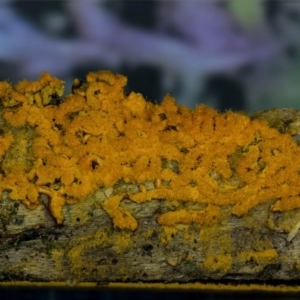 Hemitrichia serpula at Kianga, NSW - 30 May 2019