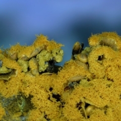 Hemitrichia serpula at Kianga, NSW - 30 May 2019 03:13 PM