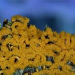 Hemitrichia serpula at Kianga, NSW - 30 May 2019